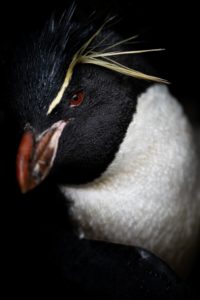 Montier Photo Festival