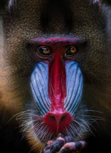 Montier Photo Festival