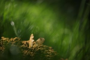 Montier Photo Festival