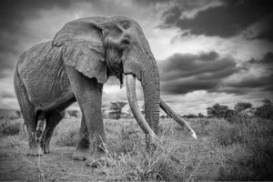 Montier Photo Festival