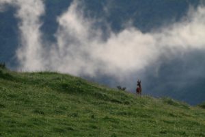 Montier Photo Festival