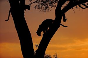 Duo de silhouettes - Laurent RENAUD