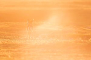 Brume & soleil du matin - ©adrienlesaffre
