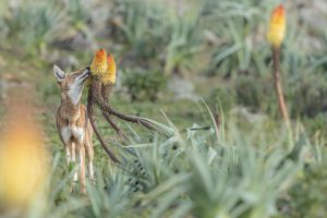 La fleur & le loup - ©adrienlesaffre