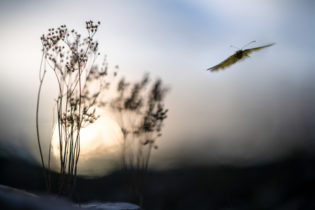 Tircis planant au soleil couchant - © Tous droits réservés, Ghislain Simard