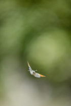 Aurore male en vol de face au printemps - © Tous droits réservés, Ghislain Simard