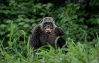 Face to face - Chimpanzé d'Afrique centrale - Parc national de Duala Edea - Cameroun - Mathieu Courdesses