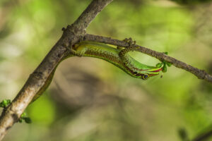 Flagrant Délice ( Phelsuma borbonica sur Geniostoma borbonica) - Jean-François Bègue