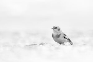 Plectrophane des neiges - Philippe Vigneron
