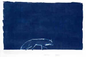 Renard Roux, massif jurassien - fanny zambaz