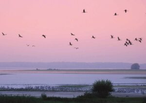 Le lac du Der, un paradis pour la biodiversité - Seine Grands Lacs