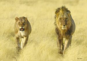 Duo de Lions - Jacques Gillon