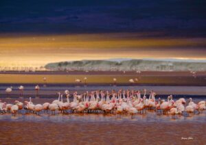 Flamant de James - Jacques Gillon