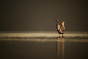 L'ange du lac - © Karina Delbos