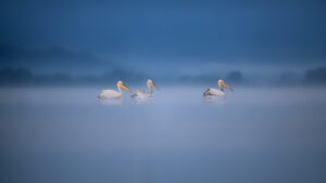 Les gardiens - © Karina Delbos