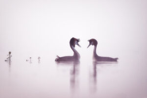 Séduction - © Karina Delbos