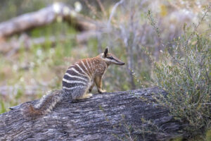 Numbat - Sabine Bernert