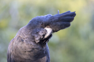 Cacatoès de Banks, Red-Tailed Black Cockatoo - Sabine Bernert