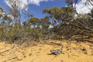 Moloch hérissé, thorny devil - Sabine Bernert