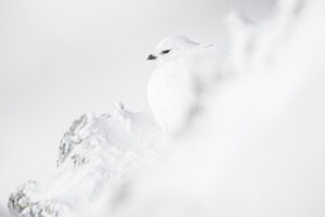 Blanc sur blanc - luca melcarne