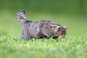 Nikon capture - ©Fabrice CAHEZ