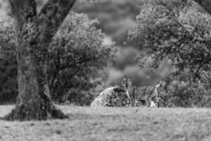 Le Lynx enfin ! - ©Michel ANDRIEUX diffusion des images uniquement sur accord ecrit de l'auteur