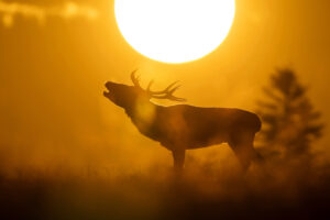 Le dieu Cerf - ©Fabrice CAHEZ