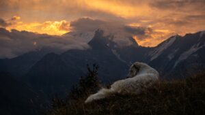 Mission Entre Chien et Loup - Patou face au Mont Blanc - Olivier Hartmann