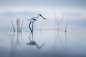 Avocette élégante - Jonathan Rebouillat