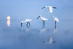 Spatules blanches - Jonathan Rebouillat