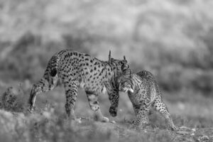 Câlin félin avec Maman - ©Michel ANDRIEUX diffusion des images uniquement sur accord ecrit de l'auteur