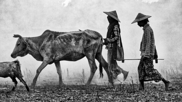 DES ANIMAUX ET DES HOMMES