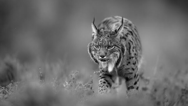 Le lynx pardelle au fil des saisons