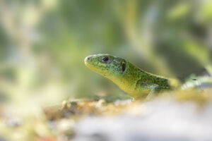 Lézard vert - Patrick Mauchien