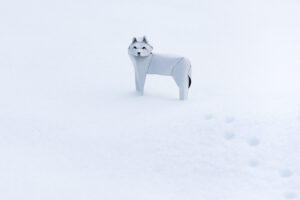Loup arctique - Jonathan Rebouillat
