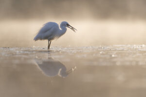 Aigrette Garzette - Jérome Bouet