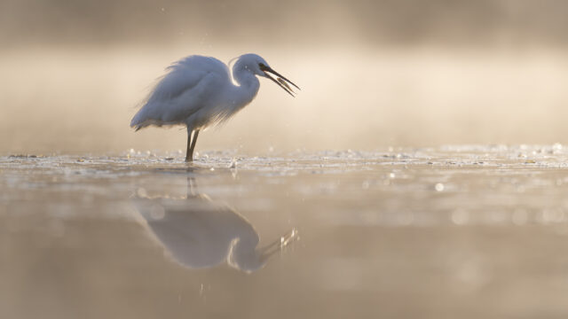 Aigrette Garzette - Jérome Bouet
