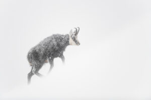 Chamois face à l'hiver - Antoine Corcket