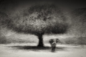 Ana tree - @Anne-Marie Etienne Photographe