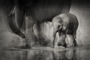 Baby Bloom - @Anne-Marie Etienne Photographe