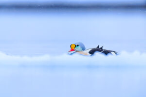 Baignade dans la glace - Michael ADAM