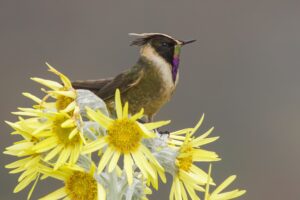 Colibri de Stübel (Oxypogon stuebelii) - Paramos de los Nevados - © José Iván Cano
