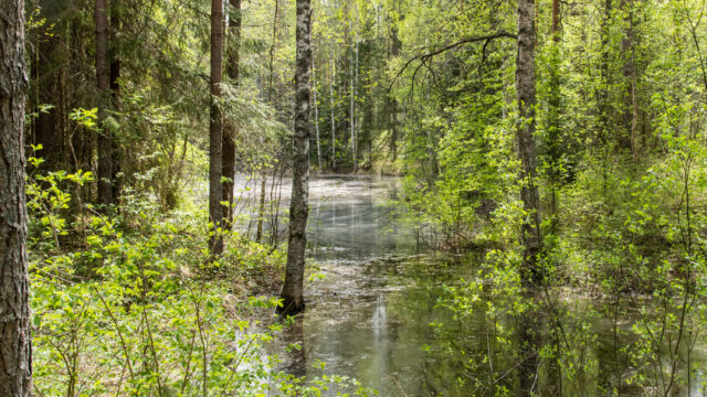 Les mares vernales finlandaises au fil des saisons