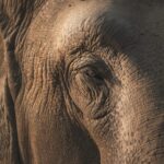 Stand Up 4 Elephants : point sur la situation des éléphants d'Asie au Népal