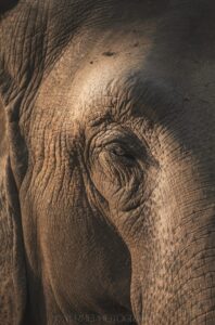 Stand Up 4 Elephants : point sur la situation des éléphants d'Asie au Népal