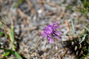 Centaurée, dans la Réserve Biologique de Vauhalaise à Sompuis - ©JL Stadler - Région Grand Est