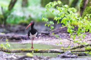 Cigogne noire - Olivier Pellerin