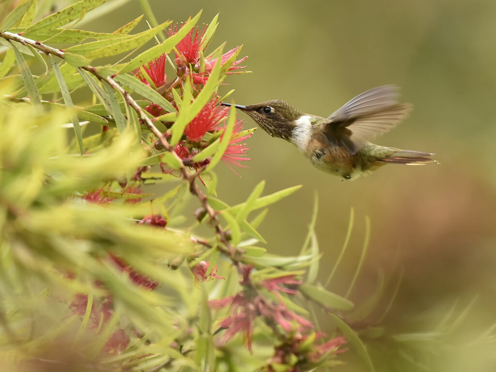 Colibri flammule - didier robert