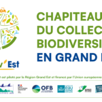 Les microplastiques représentent-ils un risque pour l’environnement et la santé humaine ?