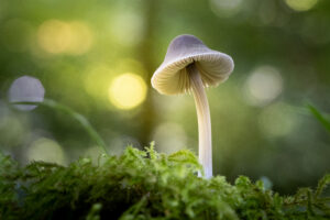 Champignon - MJC ANCERVILLE
